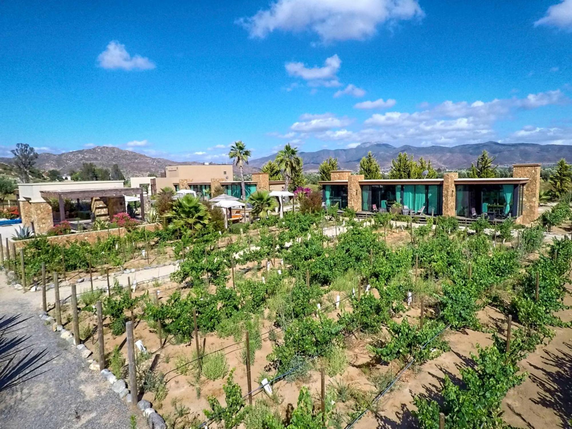 Hotel Boutique Valle De Guadalupe & Spa Δωμάτιο φωτογραφία